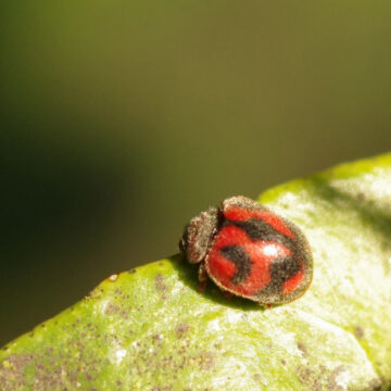 ベタリアテントウ